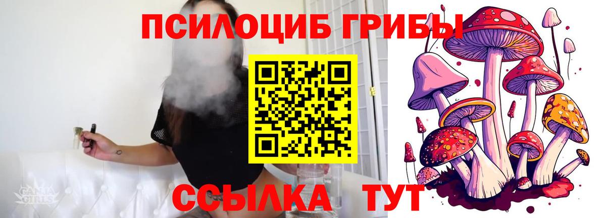 Псилоцибиновые грибы Psilocybe Старая Купавна